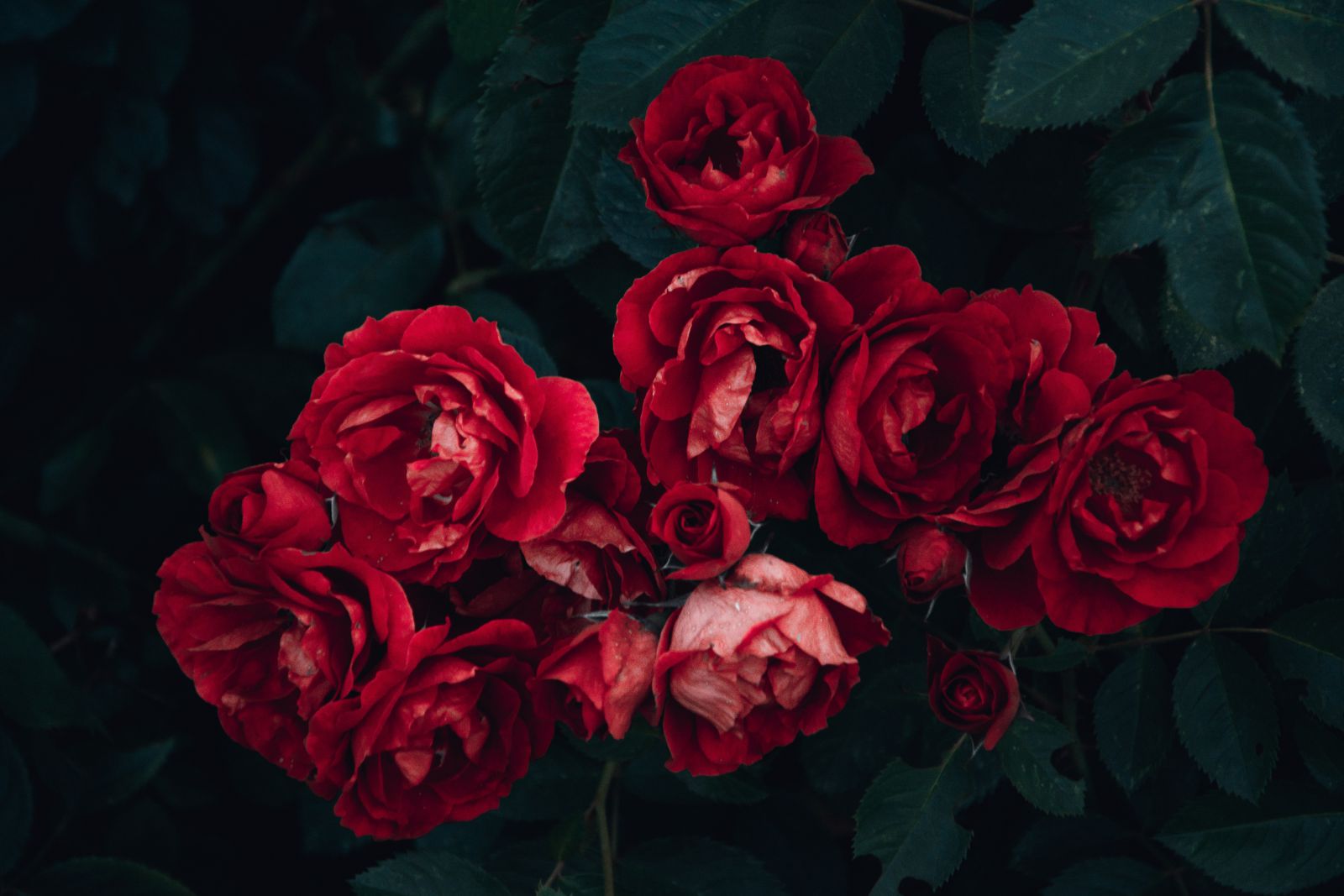 Sonhar com rosas vermelhas. Encante-se com o significado!